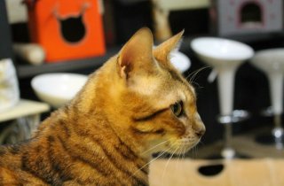 ������� ������� ��������� ������������ ��-�� ��������� ��������� � ��������� � �������� ����