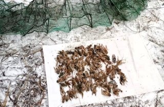 � �������� ������ �������� ���������, ��������� ���������� ����� 100 �����