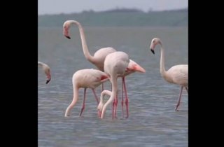 � �������� ����������� ������� �������� ������ ���� ��������