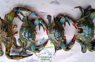 ������������� ������� �� ������� ��������� �� ������� �������� �������