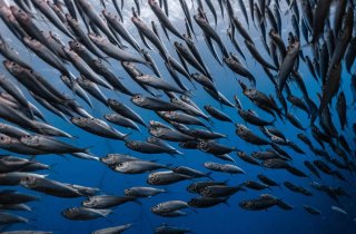 � �������� ������� ������ ������ �� ����� ������������ ������