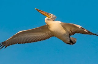 �� ��� ������� ����� �������� ��������� �������� � ��������