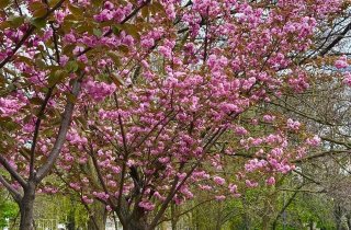 � ������ ������� ����� �������� �������� �����