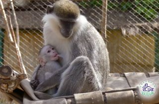� �������� �������� ���� ������ �������� ��������� �����-���